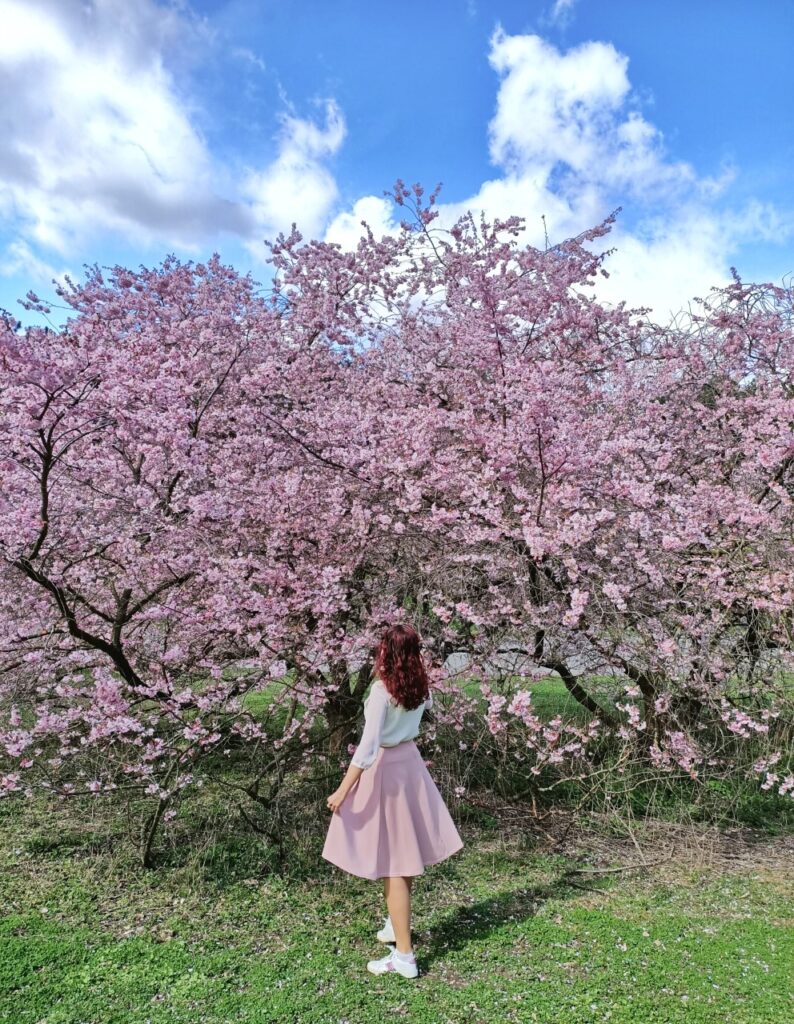 Spring photography of a big cherry blossom tree in bloom. There are pink fluffy flowers everywhere. There are white clouds in the bright blue sky. I am standing in front of the cherry blossom tree, my pink skirt is twirling as I touch the cherry blossoms.