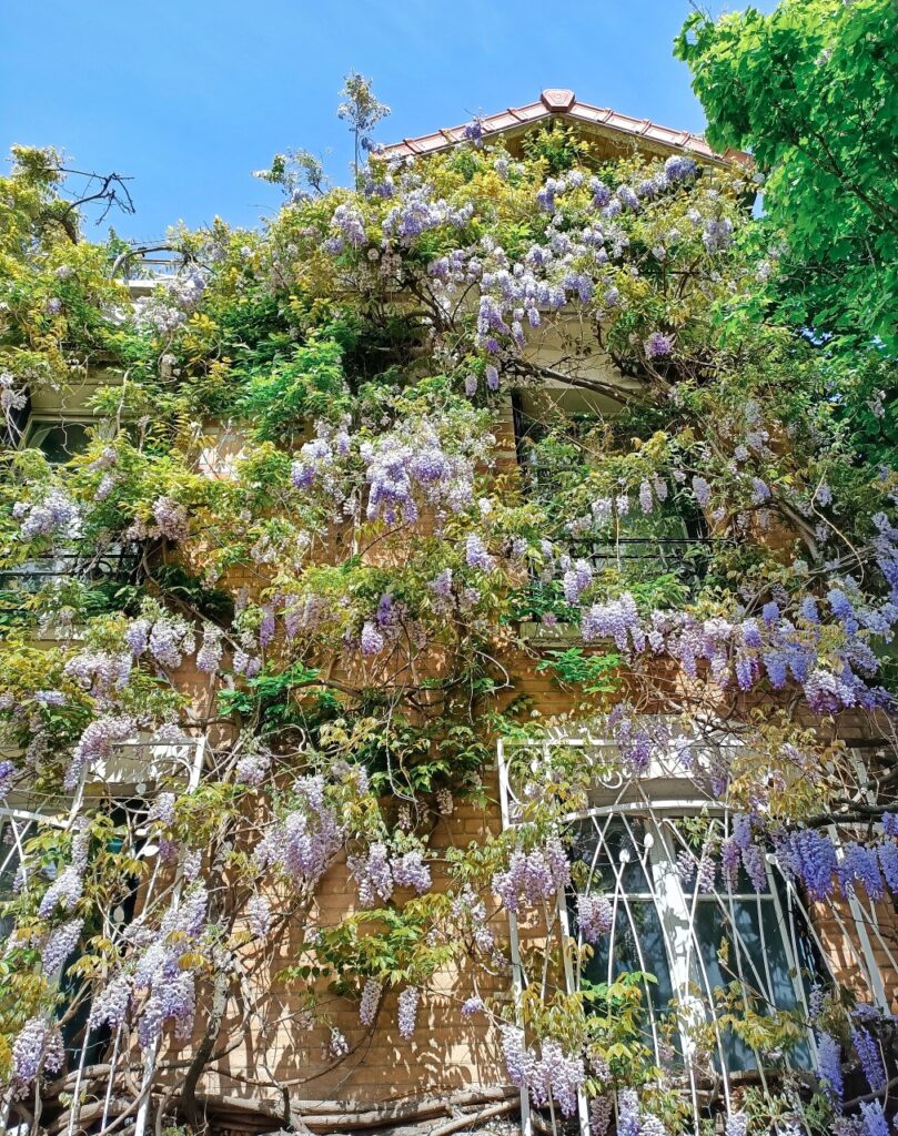 A house on Rue des Glycines in the Cité Florale, in Paris. The house is covered in blooming purple wisteria.