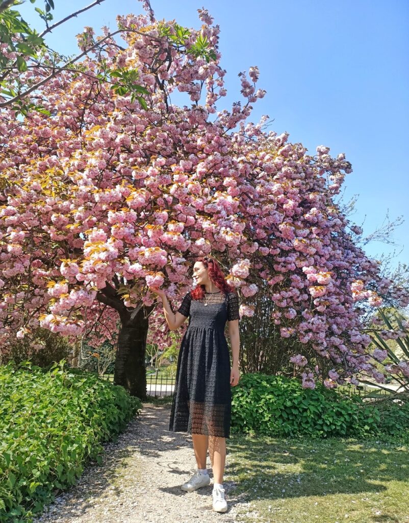 I am standing under a blossoming cherry tree in the Jardin des Plantes in Paris, France. It is spring time. The cherry tree is blossoming with hundreds of pink fluffy blossoms and the sky is blue.
