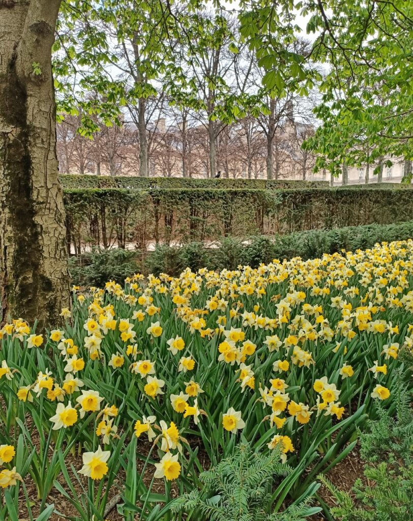 A bed of hundreds of bright yellow daffodils near the Louvre in Paris.