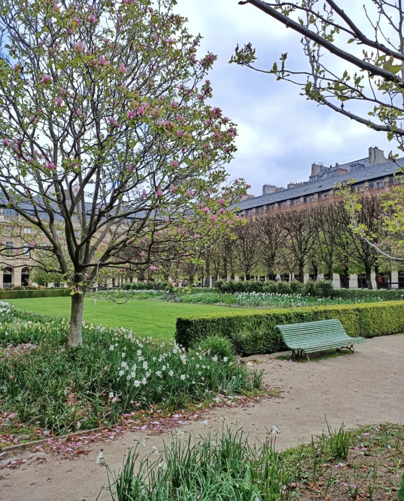 A view of the Jardin du Palais Royal in spring, a garden in Paris, France. We can see a magnolia tree and daffodils in the foreground. There is a bench on the right-hand side, and flower petals cover the ground.
