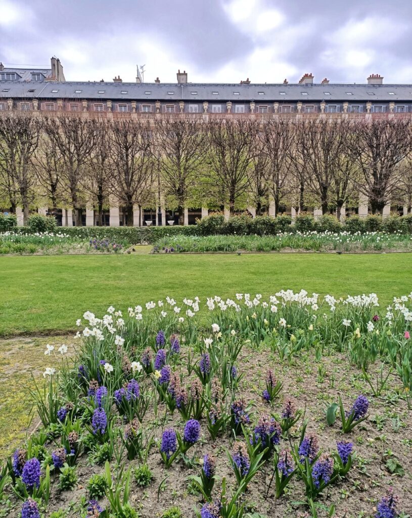A flowerbed of daffodils and blue flowers in the Jardin du Palais Royal in Paris, France.