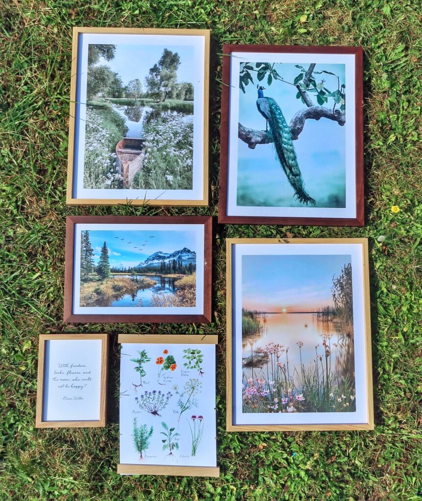 A flat lay on the grass of framed posters. They are in different sizes and create a gallery. The prints are botanical, nature photography, mountain and a peacock print.