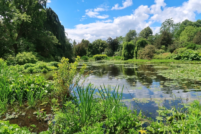 The water lily pond at the Parc de Bagatelle in Paris. The water is reflecting the blue cloud and the clouds, and there is a lot of greenery around the pond.