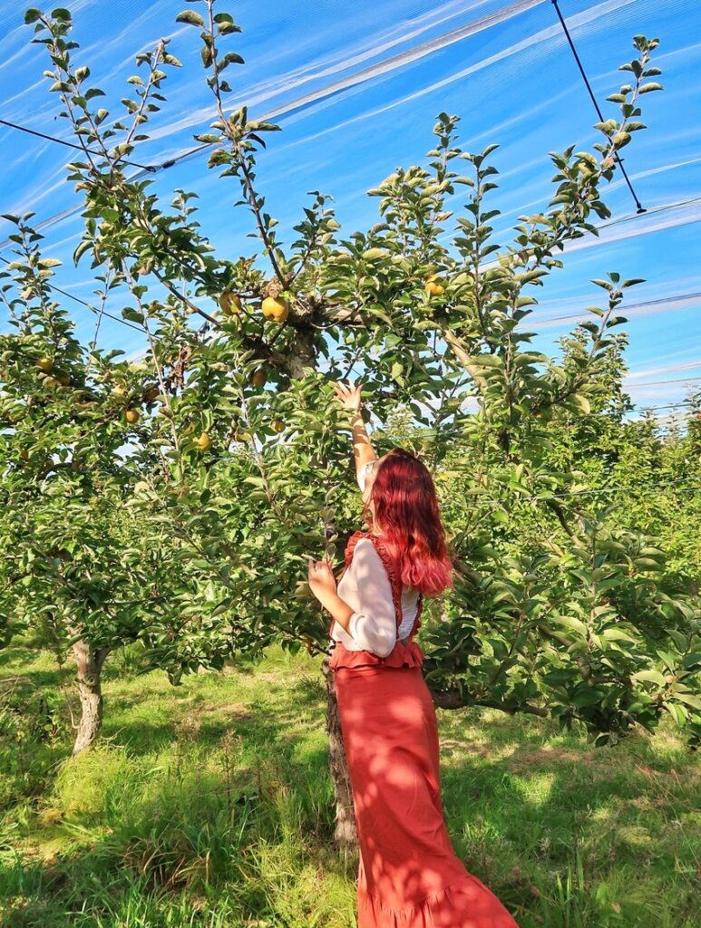 Julia is at an apple picking farm, her arm reached out to grab an apple from the tree. She is wearing a red autumnal dress.